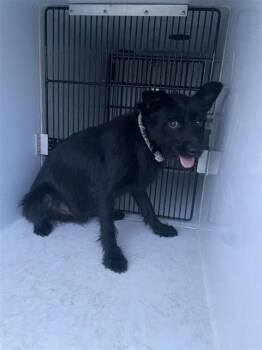 A662351 -  Scottish Terrier Dog for Adoption in Houston, Texas - A662351 | PetCurious