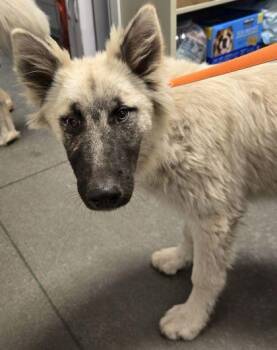 Hazelnut -  Alaskan Malamute and Anatolian Shepherd Dog for Adoption in Fresno, California - Hazelnut | PetCurious