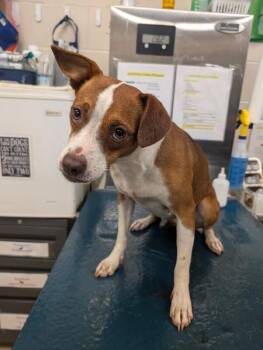 Lynn -  Mixed Breed Dog for Adoption in Mobile, Alabama - Lynn | PetCurious