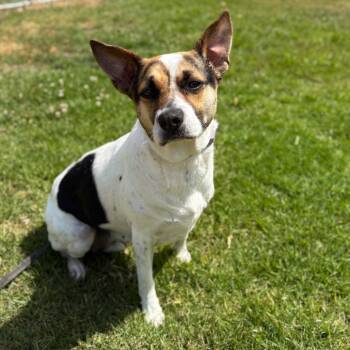 Jack Russell Terrier and French Bulldog Dogs Available for Adoption in San Jacinto, California - Bella | PetCurious