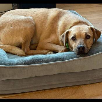 Dewey in NH. Come Meet our Adoptable Dogs Wednesday-Saturday. Mo -  Labrador Retriever Dog for Adoption in Manchester, New Hampshire - Dewey In NH. Come Meet Our Adoptable Dogs Wednesday-Saturday. Mo | PetCurious