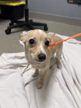 Chihuahua Dogs Available for Adoption in Las Vegas, Nevada - COCO | PetCurious