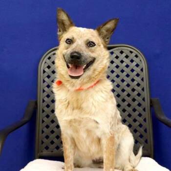 Freckles -  Australian Cattle Dog Blue Heeler Dog for Adoption in Midland, Texas - Freckles | PetCurious