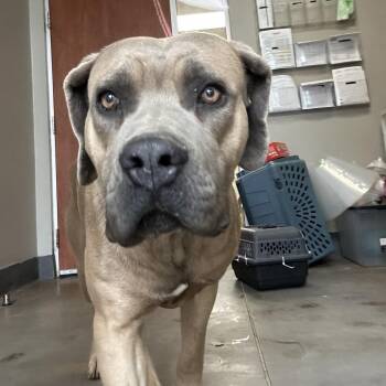 Cane Corso Dogs Available for Adoption - Bear | PetCurious