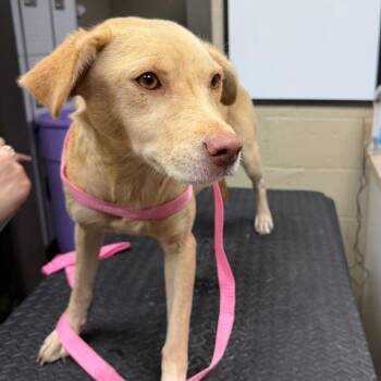 Rose -  Yellow Labrador Retriever and Labrador Retriever Dog for Adoption in Madisonville, Kentucky - Rose | PetCurious