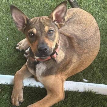 Jolene -  Rottweiler and Australian Cattle Dog Blue Heeler Dog for Adoption in Krum, Texas - Jolene | PetCurious