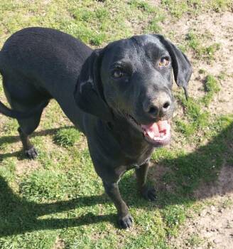 Rescue Labrador Retriever Dogs for Adoption in Coldwater, Michigan - Skymir | PetCurious
