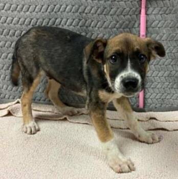 Smore -  Mixed Breed Dog for Adoption in Lampasas, Texas - Smore | PetCurious