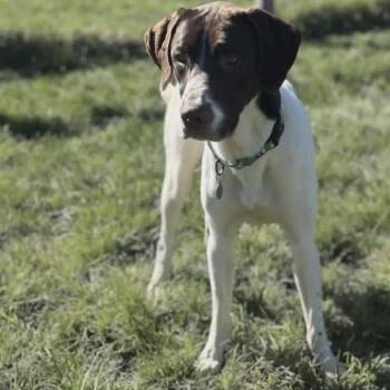 German Shorthaired Pointer and Great Pyrenees Dogs Available for Adoption in Avon, Ohio - Lennox | PetCurious