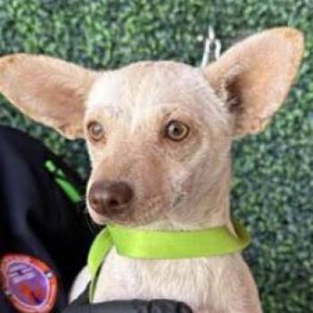 Tulip -  Chihuahua and Mixed Breed Dog for Adoption in Tacoma, Washington - Tulip | PetCurious