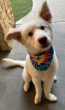 Olaf -  Siberian Husky and Terrier Dog for Adoption in Bloomfield, Connecticut - Olaf | PetCurious