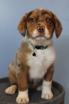 Suzie -  Australian Shepherd Dog for Adoption in Morgantown, Kentucky - Suzie | PetCurious