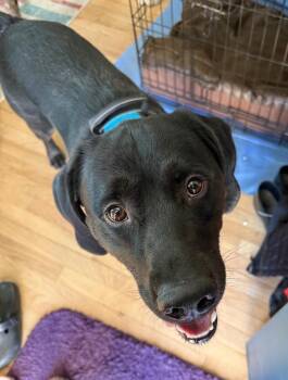 Labrador Retriever and Hound Dogs Available for Adoption - Montie | PetCurious