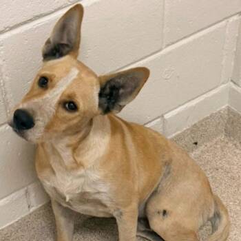 Clark -  Jack Russell Terrier Dog for Adoption in Horn Lake, Mississippi - Clark | PetCurious