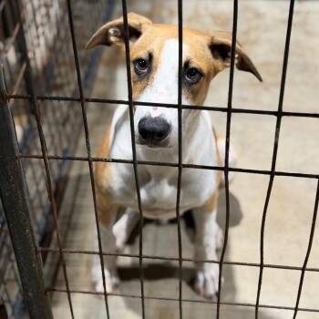 Manny -  Terrier and Mixed Breed Dog for Adoption in Fort Smith, Arkansas - Manny | PetCurious