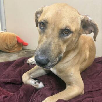 Fiona Apple -  Retriever and Black Mouth Cur Dog for Adoption in Cleveland, Mississippi - Fiona Apple | PetCurious