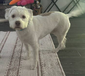 Rescue Standard Poodle Dogs for Adoption in Mentone, California - Tyson | PetCurious