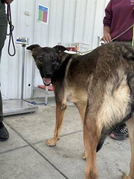 Whiskey -  German Shepherd Dog Dog for Adoption in Thousand Oaks, California - Whiskey | PetCurious