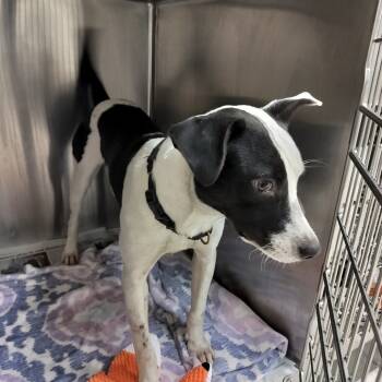 Rescue Terrier Dogs for Adoption in Lakeland, Florida - Bones | PetCurious