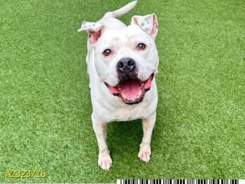 Mixed Breed Dogs Available for Adoption in West Palm Beach, Florida - HATCH | PetCurious