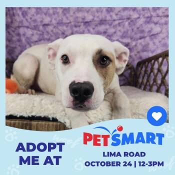 Scout -  Terrier Dog for Adoption in Fort Wayne, Indiana - Scout | PetCurious