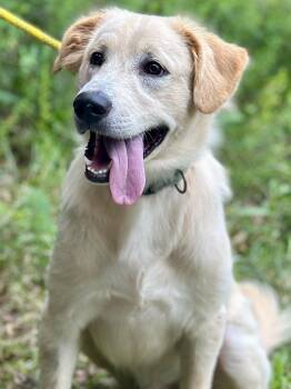 Conrad -  Golden Retriever and Great Pyrenees Dog for Adoption in Meherrin, Virginia - Conrad | PetCurious