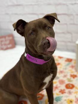 Mixed Breed Dogs Available for Adoption in Detroit, Michigan - Butterfinger | PetCurious