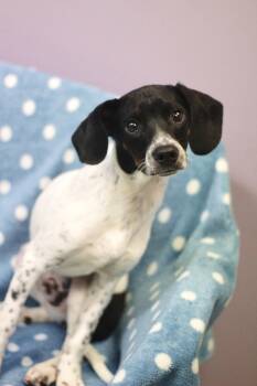Rat Terrier Dogs Available for Adoption in Manchester, New Hampshire - Peter Pan In NH! Come Meet Our Adoptable Dogs Wednesday-Saturday | PetCurious
