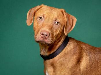 Revy -  Vizsla and Mixed Breed Dog for Adoption in Portland, Oregon - Revy | PetCurious
