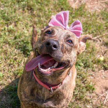 Janis Joplin- the missing piece -  Black Labrador Retriever Dog for Adoption in Houston, Texas - Janis Joplin- The Missing Piece | PetCurious