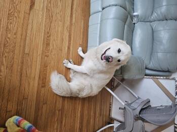 Rescue Great Pyrenees and German Shepherd Dog Dogs for Adoption in Thompson, Manitoba - Dewy | PetCurious