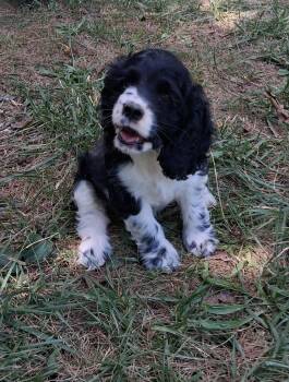 Tess -  Cocker Spaniel Dog for Adoption in Staatsburg, New York - Tess | PetCurious