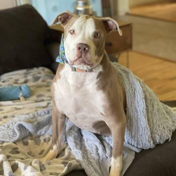 Rescue American Staffordshire Terrier and Boxer Dogs for Adoption in Humble, Texas - Cyrus | PetCurious