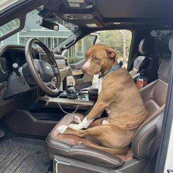 Banks -  Pit Bull Terrier Dog for Adoption in Dallas, Texas - Banks | PetCurious