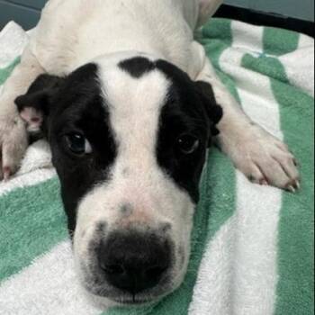 German Shorthaired Pointer and Mixed Breed Dogs Available for Adoption in Kansas City, Missouri - Waylon | PetCurious