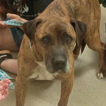 Boxer and Mixed Breed Dogs Available for Adoption in Lynchburg, Virginia - Moto-Moto | PetCurious