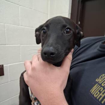Moof -  Mixed Breed Dog for Adoption in Auburn, Alabama - Moof | PetCurious