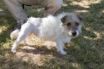 Oscar -  Parson Russell Terrier and Mixed Breed Dog for Adoption in Kansas City, Missouri - Oscar | PetCurious
