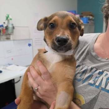 Mixed Breed Dogs Available for Adoption in Fredericksburg, Virginia - Roman | PetCurious