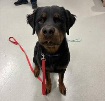Archie -  Rottweiler Dog for Adoption in Deering, New Hampshire - Archie | PetCurious