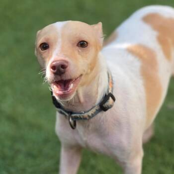 Peaches and Cream ATG -  Chihuahua and Dachshund Dog for Adoption in Austin, Texas - Peaches And Cream ATG | PetCurious