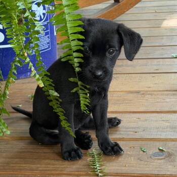 Polly -  Mixed Breed Dog for Adoption in Rossville, Georgia - Polly | PetCurious