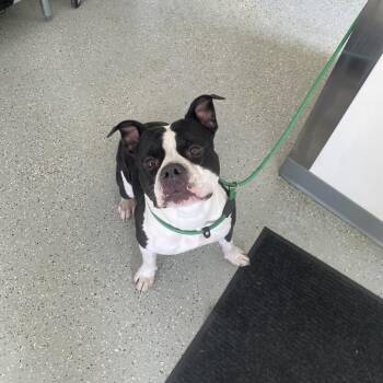 English Bulldog and Mixed Breed Dogs Available for Adoption - Miss Piggy | PetCurious