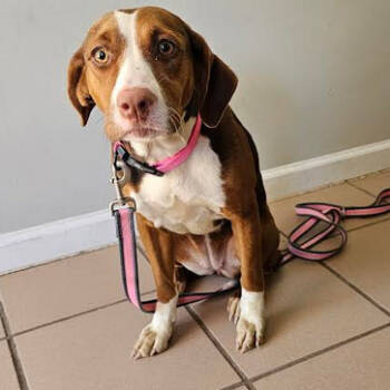 Rescue Labrador Retriever and Mixed Breed Dogs for Adoption in Starkville, Mississippi - Coco | PetCurious