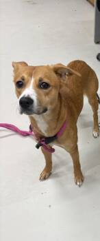 Mocha -  Hound Dog for Adoption in Findlay, Ohio - Mocha | PetCurious