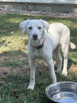 Peaches -  Labrador Retriever and Australian Cattle Dog Blue Heeler Dog for Adoption in Scottsburg, Indiana - Peaches | PetCurious