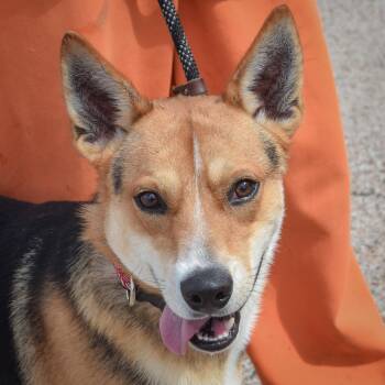 German Shepherd Dog and Carolina Dog Dogs Available for Adoption in Huntley, Illinois - Cluckers | PetCurious