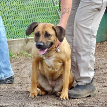 Mixed Breed Dogs Available for Adoption in Newark, New Jersey - Autumn | PetCurious