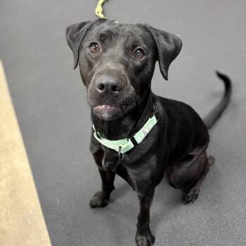 Mixed Breed Dogs Available for Adoption in New York, New York - Layla | PetCurious