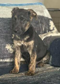 Mixed Breed Dogs Available for Adoption - Anika | PetCurious